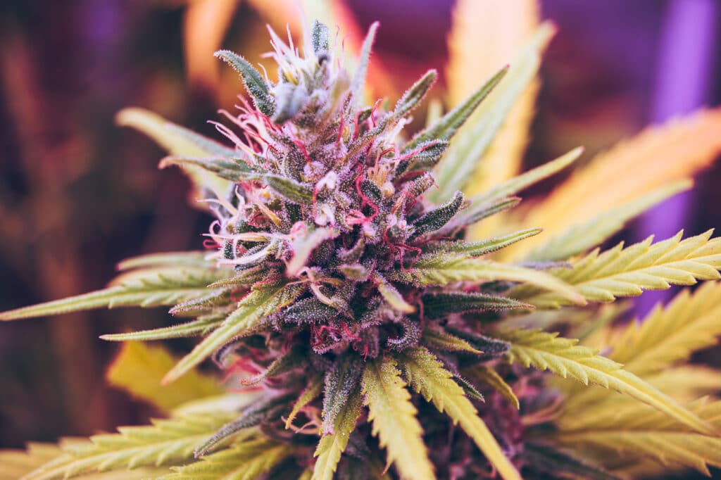 medical-marijuana-bronx
